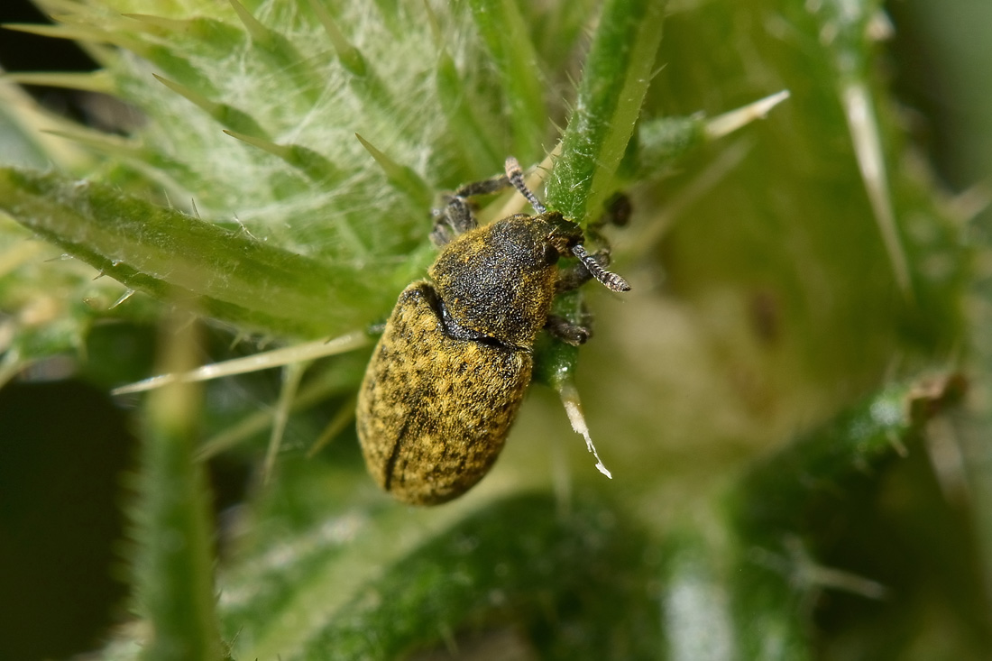 Curculionidae: Rhinocyllus conicus?  Sì!